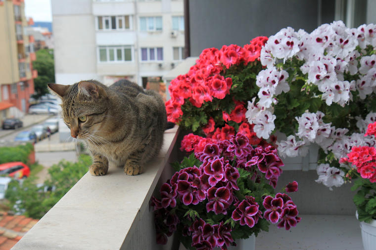Sve o muškatlama: Evo kako se gaji, zaliva i prihranjuje najlepše balkonsko cveće! (FOTO)