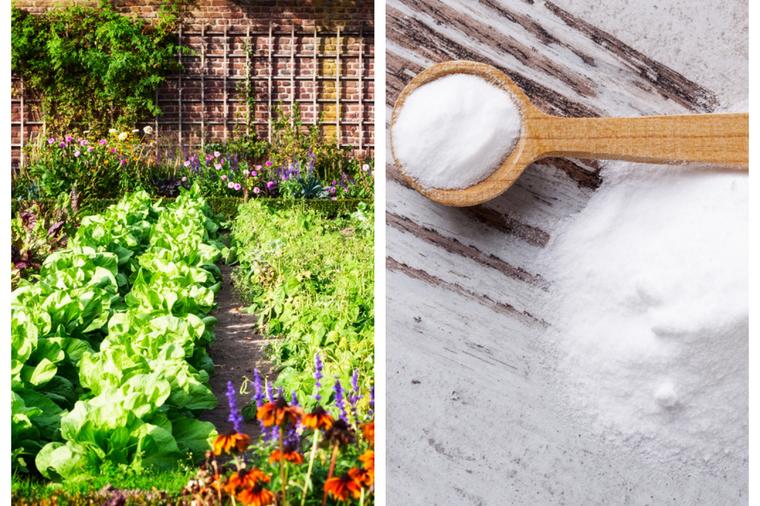 Soda bikarbona u bašti: Odlična zamena za pesticide! Hrani biljke, odbija puževe!