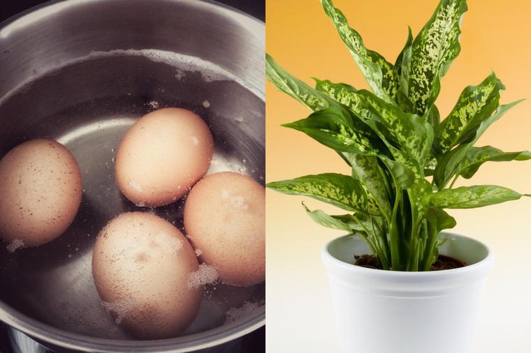 Ne prosipajte vodu u kojoj ste kuvali jaja: Evo sjajnog razloga zašto!
