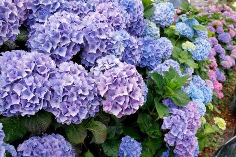 Evo kako vaše hortenzije mogu da promene boju: Jednog leta  roze, drugog leta plave!