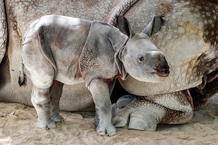 Istorijski napredak: Rođena prva beba nosoroga začeta veštačkom oplodnjom!