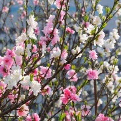 U Japanu se trešnja sadi radi cveta, a ne radi ploda: Evo zašto ovaj narod obožava upravo ovaj cvet!