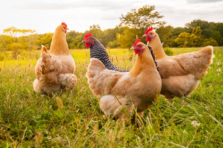 8 razloga da gajite kokoške u dvorištu: Korisnija životinja od ove ne postoji!
