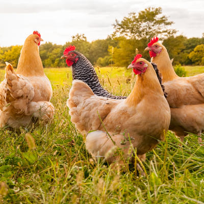 8 razloga da gajite kokoške u dvorištu: Korisnija životinja od ove ne postoji!