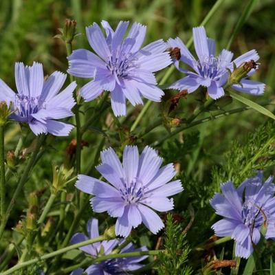 Cikorija: Svemoćni plavi cvet iz livade nema šta ne leči!