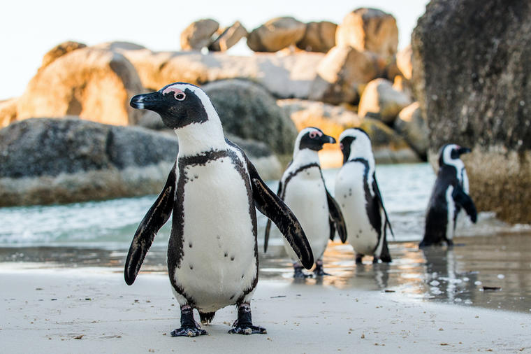 Posle 30 godina: Pingvini ponovo u beogradskom Zoo vrtu!
