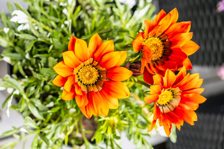 Cvetne lepotice koje žive na jakom suncu: 4 predloga za najlepšu baštu! (FOTO)