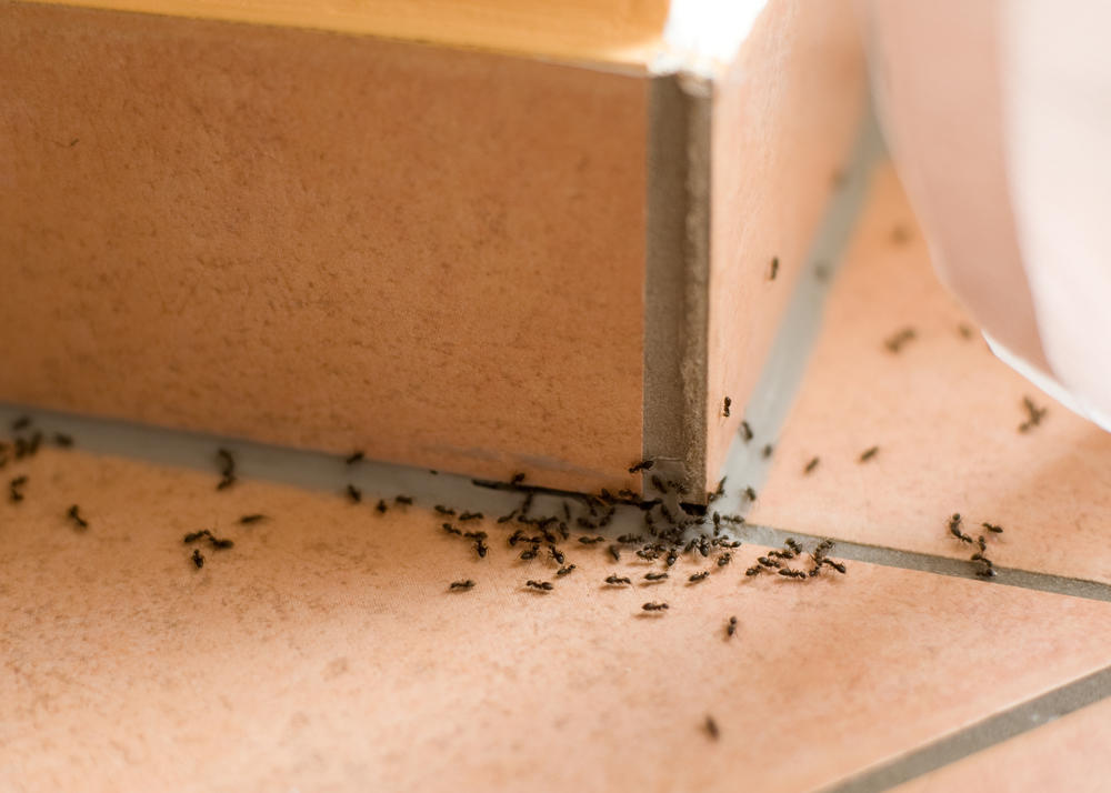 Mravi, mravi u kući
