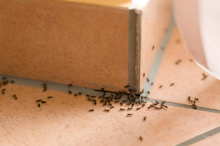 Domaći sprej koji uništava mrave u kući: Rešićete se napasti zauvek! (RECEPT)