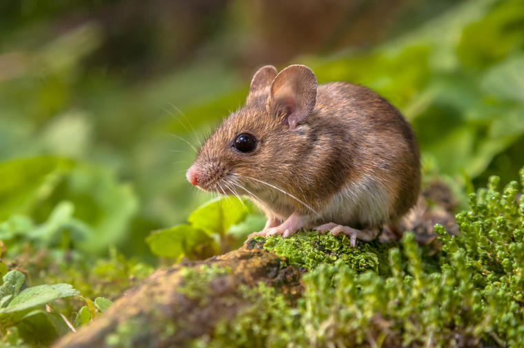 U Čačku i Ivanjici se pojavila mišja groznica i leptospiroza: Ovo su simptomi i saveti kako da izbegnete ove zarazne bolesti