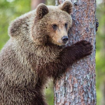 Lepe vesti sa Stare planine: Posle tri godine, mrki medved se ponovo pojavio