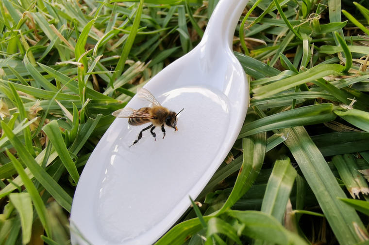 KAD BI PČELE IZUMRLE, ČOVEČANSTVU BI OSTALE JOŠ 4 GODINE ŽIVOTA: Ako želite da spasite njihovu vrstu morate uraditi OVO
