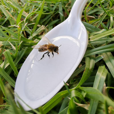 KAD BI PČELE IZUMRLE, ČOVEČANSTVU BI OSTALE JOŠ 4 GODINE ŽIVOTA: Ako želite da spasite njihovu vrstu morate uraditi OVO