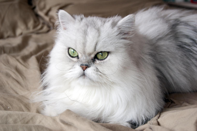 Ljubimac za odabrane: Sve o persijskim mačkama raskošne lepote i blage naravi!