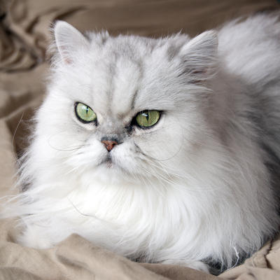 Ljubimac za odabrane: Sve o persijskim mačkama raskošne lepote i blage naravi!