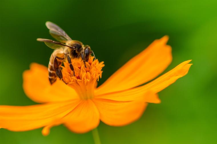 Pčela je najvažnije biće na planeti: Bez nje ne bi bilo uslova za život!