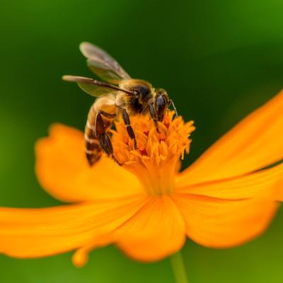 Pčela je najvažnije biće na planeti: Bez nje ne bi bilo uslova za život!