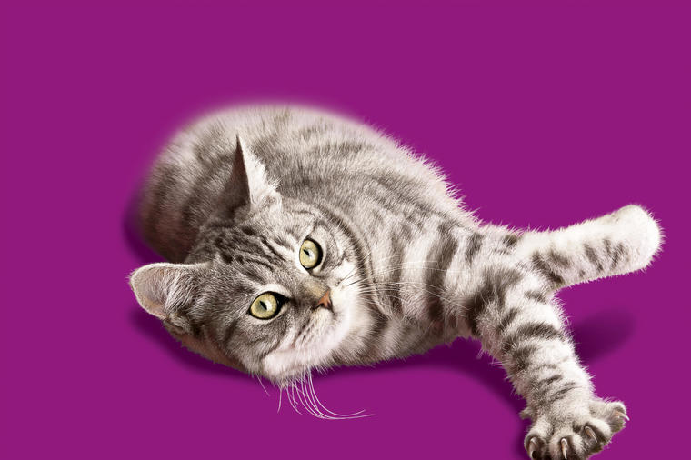Presudno za zdravlje vaše mačke: Sve što treba da znate o ishrani krznene ljubimice!