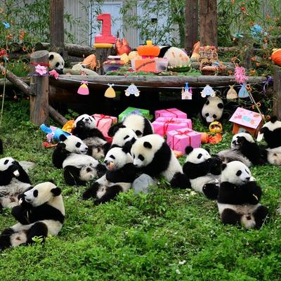 Kad 18 pandi proslavlja 1. rođendan: Dobrodošli u najsmešnije obdanište na svetu!