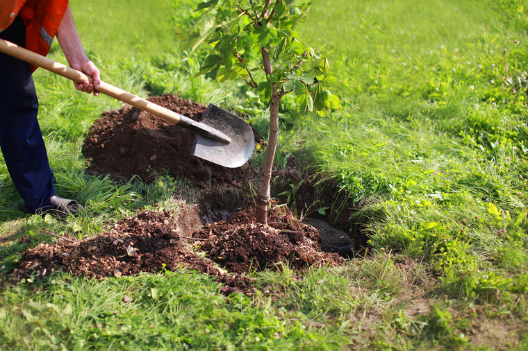 Zasadi drvo, zasadi svoj kiseonik: Rezerviši svoje sadnice i zasadi novi kiseonik!
