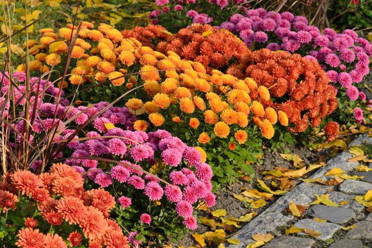 Ovako se gaji najlepši jesenji cvet: Odnosi nevolje iz doma, donosi zdravlje i dugovečnost ukućanima!