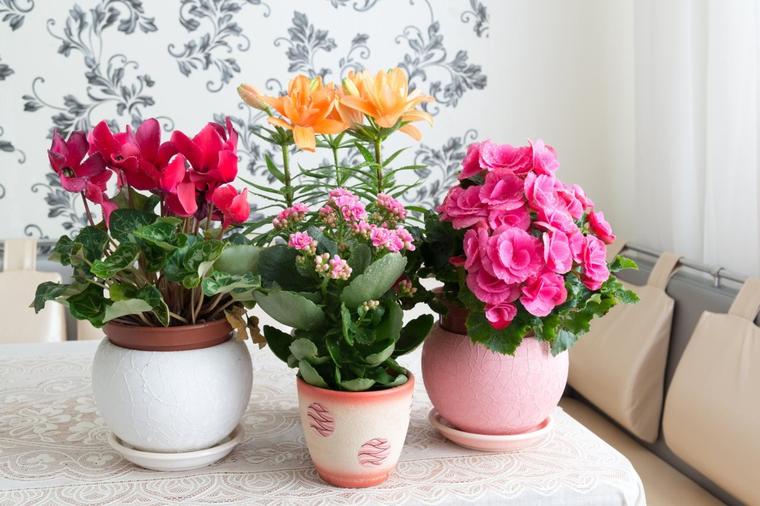 Mali trik: Evo kako da vam sobno cveće cveta tokom cele godine!