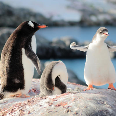 Antarktik je svet za sebe: Predivan, koliko i misteriozan!