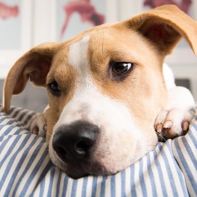Simptomi raka kod pasa: Ovo svaki vlasnik mora da zna!