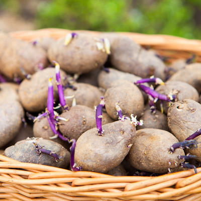 Niste ni svesni opasnosti po zdravlje: Evo kako prepoznati da li proklijali krompir smemo jesti!
