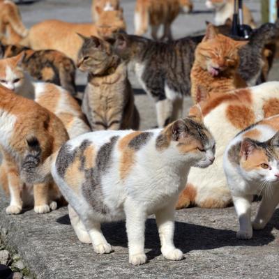 Na ovom ostrvu živi 13 ljudi i 120 mačaka: Evo kako izgleda njihov život! (FOTO)