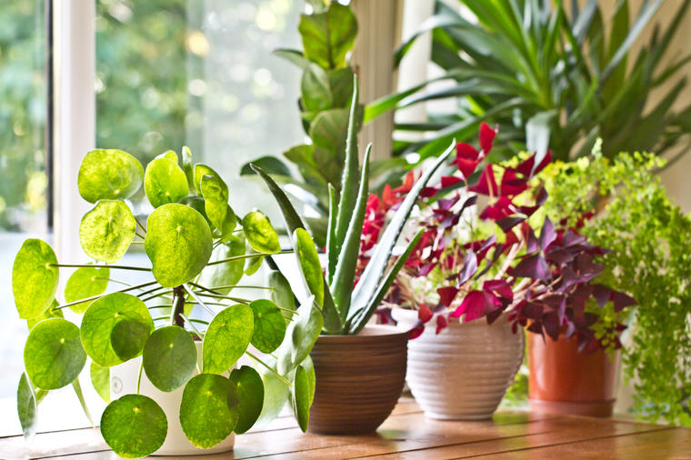 Savršeni prečišćivači vazduha: Ovih 17 biljaka su moćni saveznici u borbi protiv virusa i prehlada!