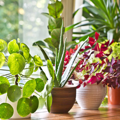 Savršeni prečišćivači vazduha: Ovih 17 biljaka su moćni saveznici u borbi protiv virusa i prehlada!