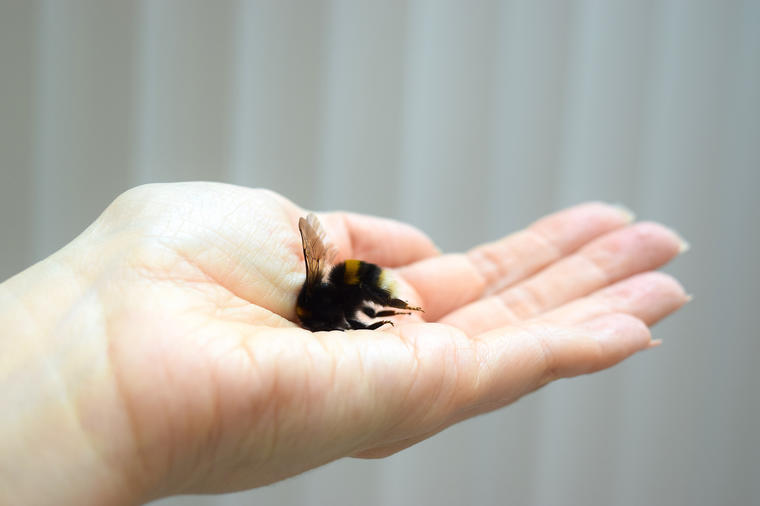 Pčele žive savršeno, jer prihvataju ono za šta su rođene: A ljudi jedino shvataju i uče kroz bol!