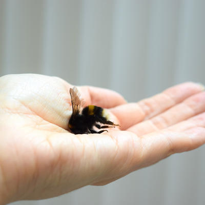 Pčele žive savršeno, jer prihvataju ono za šta su rođene: A ljudi jedino shvataju i uče kroz bol!