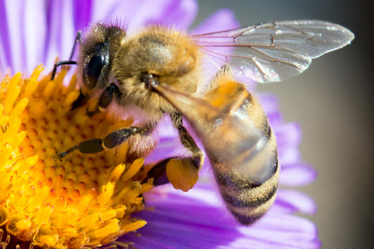 Ako vas ubode pčela ili bilo koji insekt, ovo je spas: Iskusni pčelar savetuje