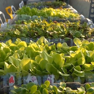 Evo kako da odgajite zelenu salatu i spanać na terasi: Za dva meseca imaćete svež, domaći proizvod! (VIDEO)