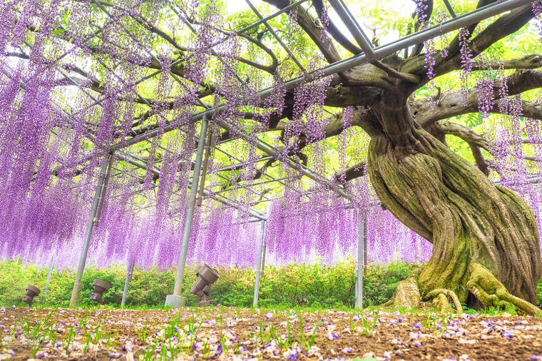 Nestvarna cvetna bajka: Da li je ovo najlepši park na svetu? (FOTO)