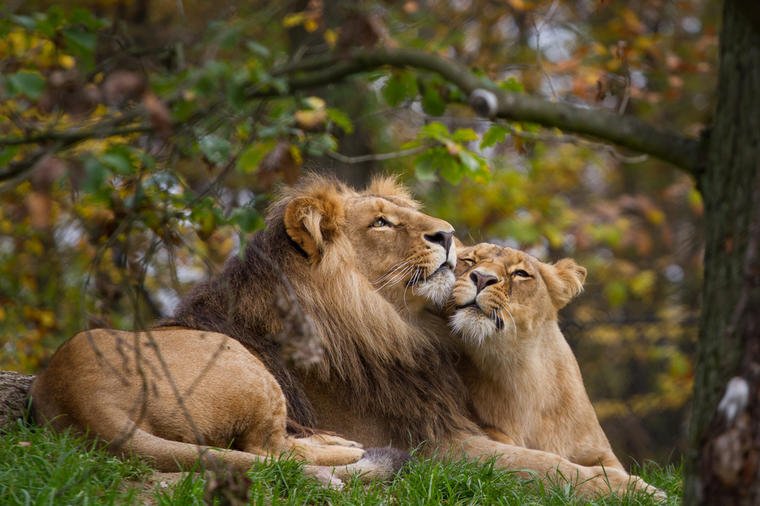 Najblja priča o braku: Evo kako se lav odnosi prema svojoj ženki!