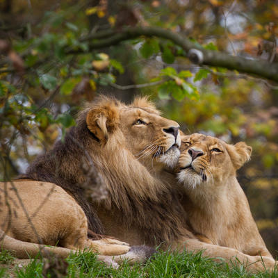 Najblja priča o braku: Evo kako se lav odnosi prema svojoj ženki!