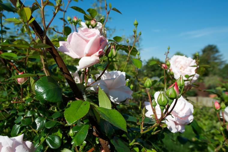 Ovo je najpopularnija ruža penjačica: Sorta stara 90 godina, nikog ne ostavlja ravnodušnim! (FOTO)