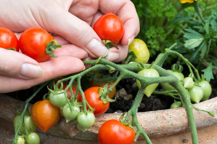 5 razloga da sada posadite paradajz u kante: Prvi plodovi već u junu!