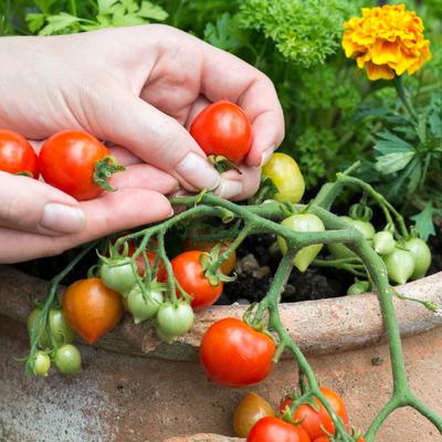 5 razloga da sada posadite paradajz u kante: Prvi plodovi već u junu!