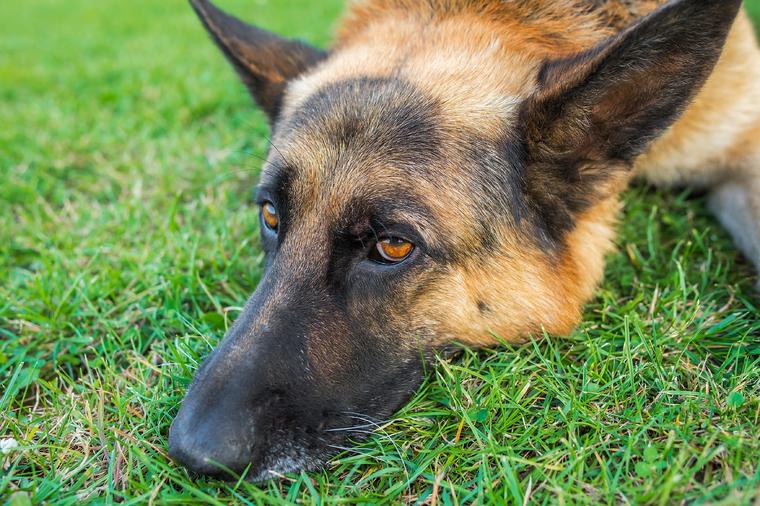 Naučnici blizu otkrića da psi mogu otkriti obolele od korone: Pronalaze i asimptomatske nosioce?