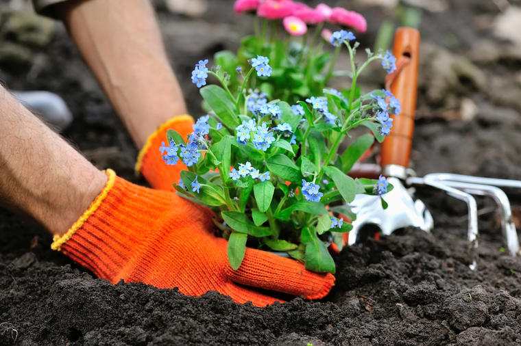 Najzdraviji hobi tokom izolacije: Kako da savršeno uredite baštu i oporavite svoje cveće!