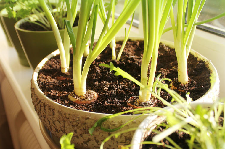 Kako da uzgojite šargarepu, tikvice i crni luk kod kuće: U saksiji ili bašti!