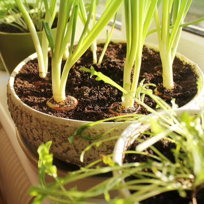 Kako da uzgojite šargarepu, tikvice i crni luk kod kuće: U saksiji ili bašti!