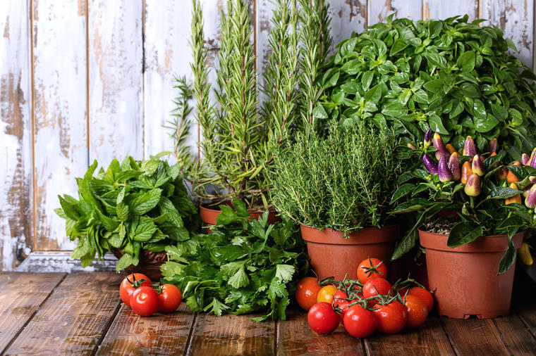 LAKE ZA ODRŽAVANJE I SVIMA USPEVAJU: 7 začinskih biljaka, koje možete da uzgajate u svojoj kuhinji!(FOTO)