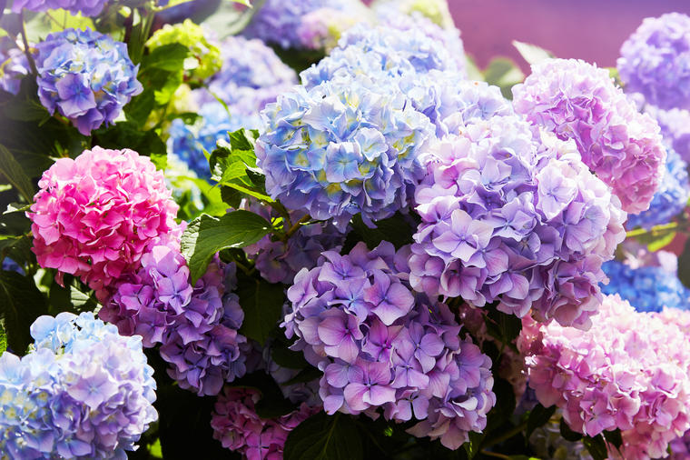 Kraljevski cvet koji smiruje um: Ovo cveće morate gajiti na terasi ili u bašti! (FOTO)