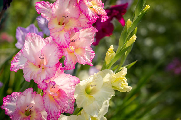 Pravilna sadnja i nega gladiola: Ovako gajene cvetaće godinama!