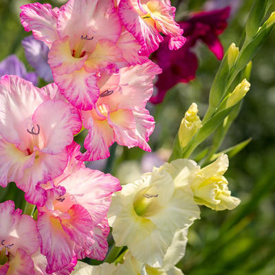 Pravilna sadnja i nega gladiola: Ovako gajene cvetaće godinama!
